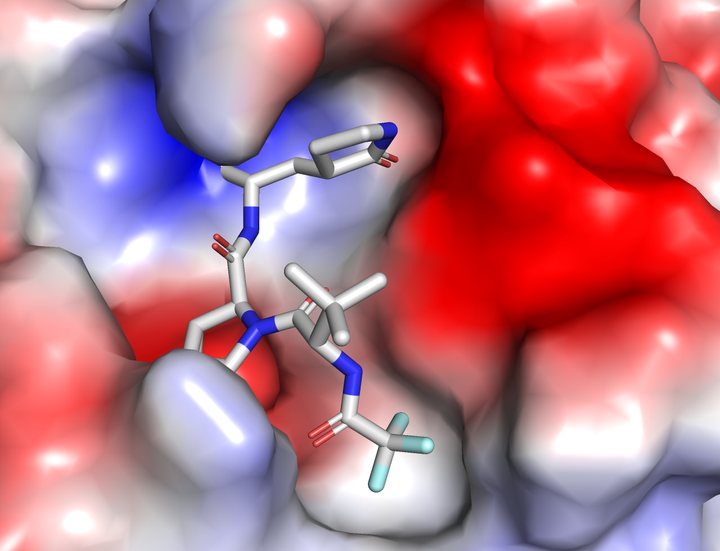 SARS-CoV-2 主蛋白酶晶体结构 PDB 7SI9 的静电势表面，结合口袋中灰色棍状分子为抑制剂 PF-07321332（奈玛特韦）
